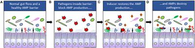 Host Directed Therapy Against Infection by Boosting Innate Immunity